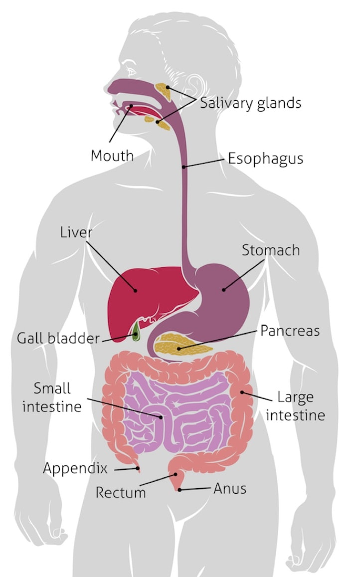 Improve colonic health, colonics, colon hydrotherapy, colonic irrigation, colon hydrotherapist, MA, RI