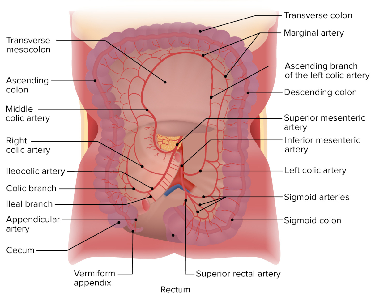 Colonics hydrotherapy, colon hydrotherapy, healthy intestinal flora, colon cleansing, MA, RI